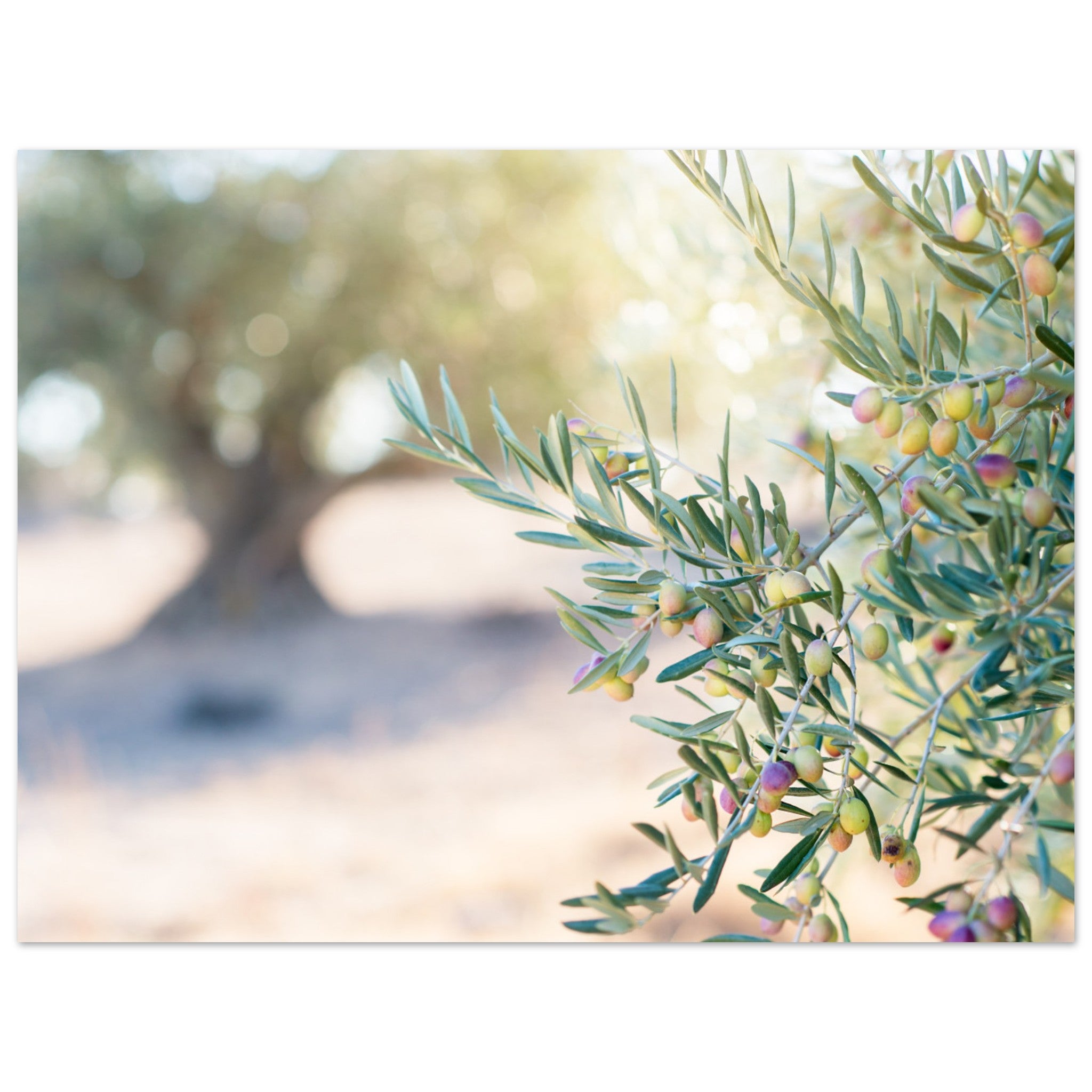 Picture of Olive Tree Wall Art