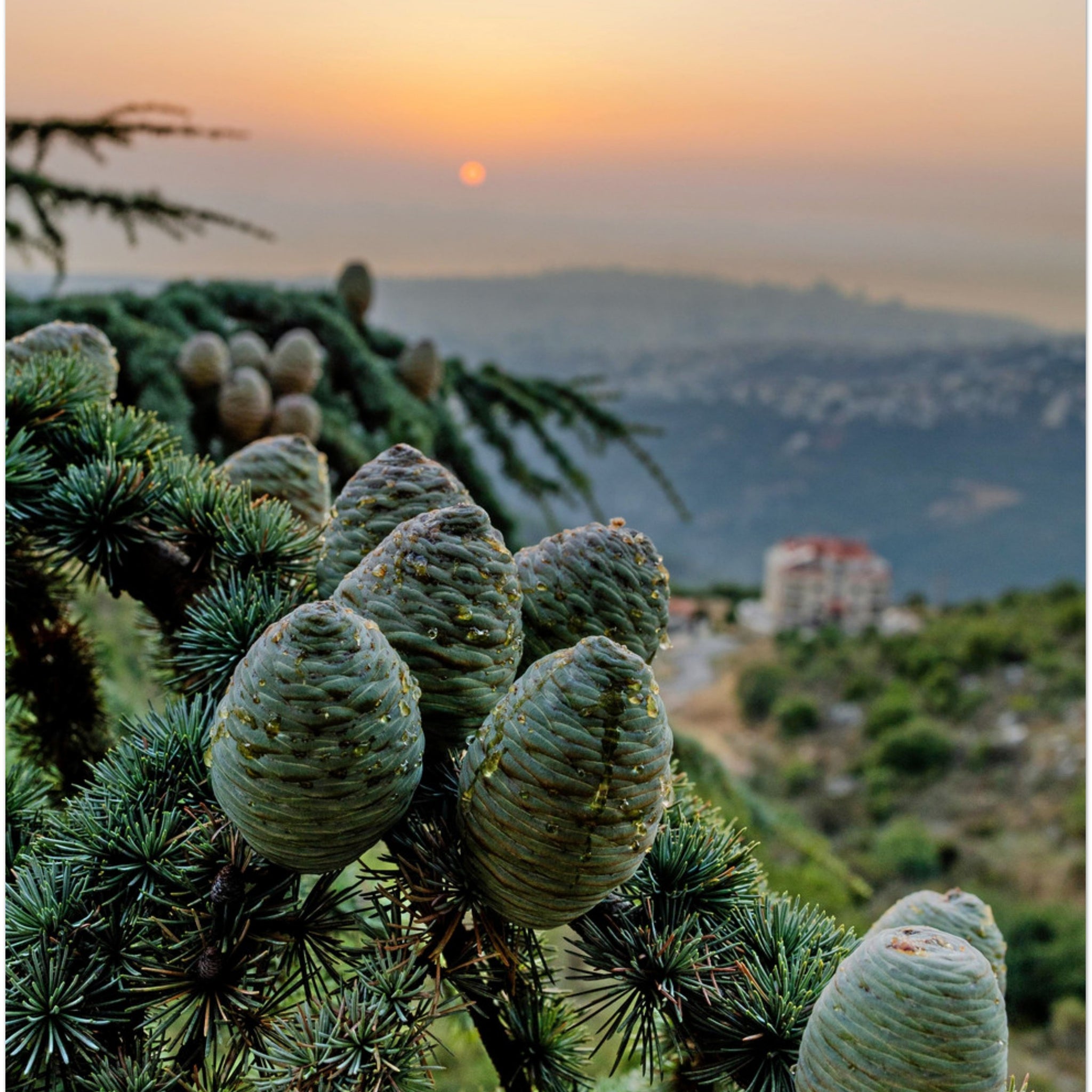 Lebanon Landscape Wall Art