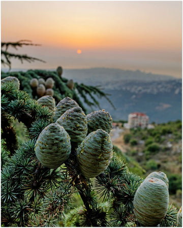 Lebanon Landscape Wall Art